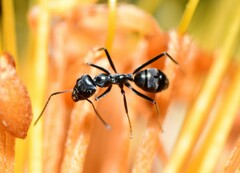Iridomyrmex mayri