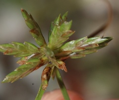 Cyperus lupulinus macilentus