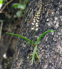 Aerides