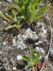 Squamarina lentigera