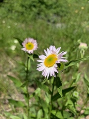 Erigeron aliceae