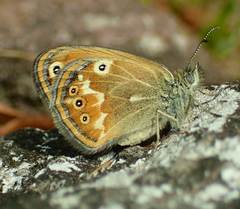 Coenonympha corinna