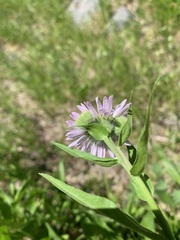 Erigeron aliceae