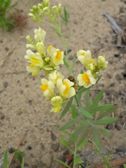 Linaria acutiloba