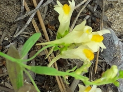 Linaria acutiloba