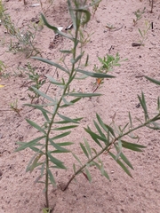Linaria acutiloba