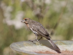 Haemorhous mexicanus