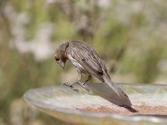 Haemorhous mexicanus