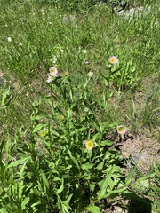 Erigeron aliceae