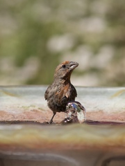 Haemorhous mexicanus