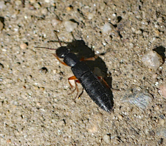 Dinothenarus badipes