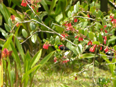 Myzomela rosenbergii