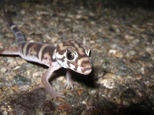Colima Banded Gecko