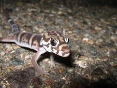 Coleonyx nemoralis