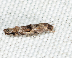 Mompha solomoni