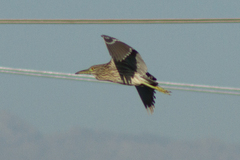 Nycticorax nycticorax