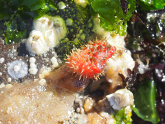 Bristly Tunicate photo 3