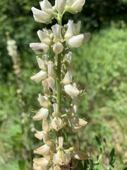 Lupinus albicaulis