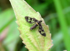 Eressa confinis