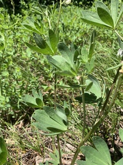 Lupinus albicaulis