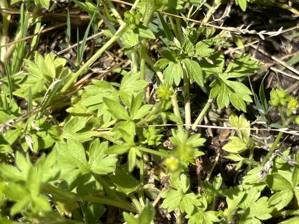 smallflower buttercup from Heron Park, Berlin, MD, US on May 17, 2022 ...