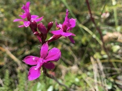 Epidendrum jamiesonis