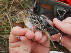 Ammodramus savannarum floridanus