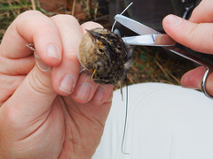 Ammodramus savannarum floridanus