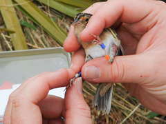 Ammodramus savannarum floridanus