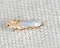 Phyllonorycter quercialbella