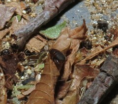 Myrmecophilus nebrascensis