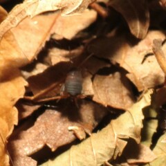 Myrmecophilus nebrascensis