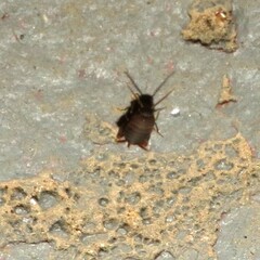 Myrmecophilus nebrascensis