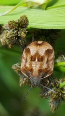 Homaemus aeneifrons