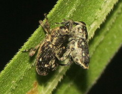 Cylindrocopturus quercus