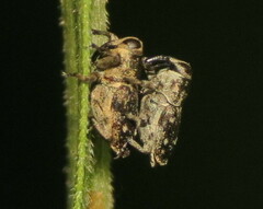 Cylindrocopturus quercus