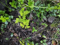 Gymnocarpium dryopteris