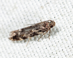 Glauce pectenalaeella