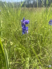 Aconitum delphiniifolium