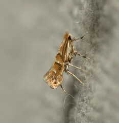 Cameraria caryaefoliella