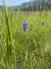 Aconitum delphiniifolium