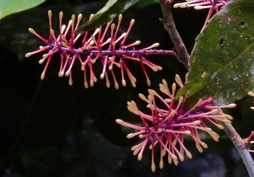 Helicia australasica observed 2022-07-16