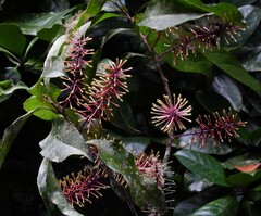 Helicia australasica