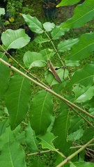 Schistocerca obscura