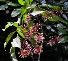 Helicia australasica