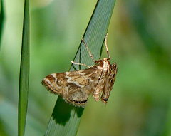 Petrophila avernalis