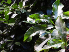 Helicia australasica