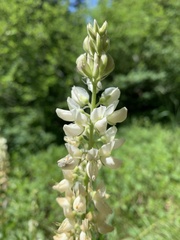 Lupinus albicaulis