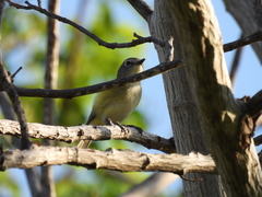 Vireo cassinii lucasanus