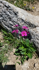 Primula parryi